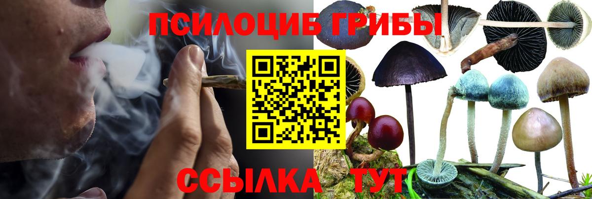 Касимов  Галлюциногенные грибы прущие грибы  Вход с VPN  Псилоцибиновые грибы мицелий 